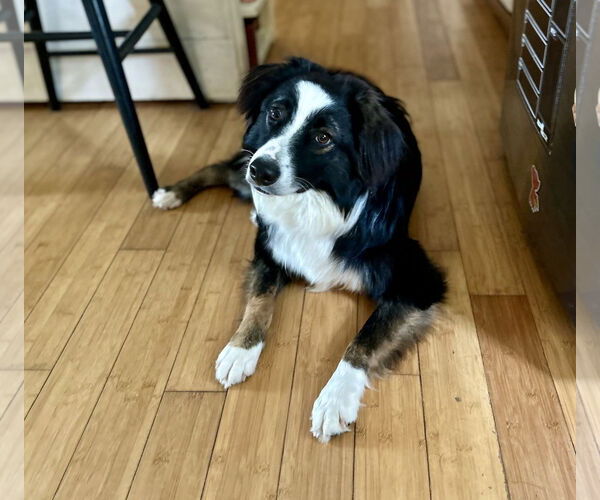 Medium Photo #1 Australian Shepherd Puppy For Sale in New Albany, OH, USA