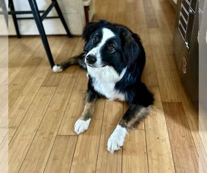 Australian Shepherd Dogs for adoption in New Albany, OH, USA