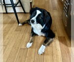 Small Australian Shepherd