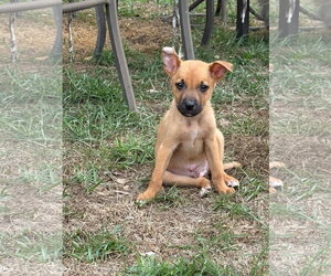 Mutt Dogs for adoption in Mount Pleasant, SC, USA