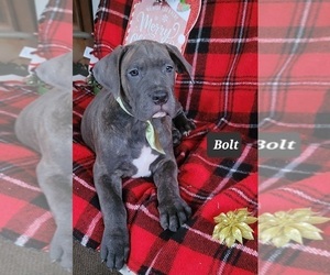 Cane Corso Puppy for sale in MINERAL WELLS, WV, USA