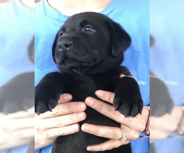 Medium Photo #2 Labrador Retriever Puppy For Sale in GADSDEN, AL, USA
