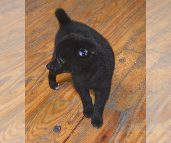 Medium Photo #1 Schipperke Puppy For Sale in SEYMOUR, MO, USA