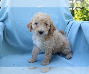 Goldendoodle (Miniature) Puppy for sale in SHILOH, OH, USA