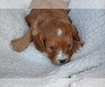 Small #2 Cavapoo