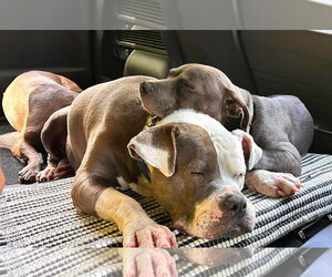 American Bulldog Dogs for adoption in Rockville, MD, USA