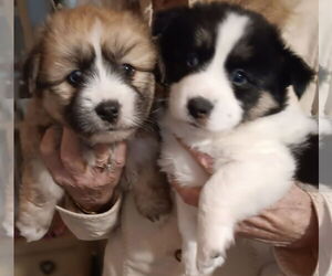 Shih Tzu-Unknown Mix Dogs for adoption in Newfoundland, PA, USA