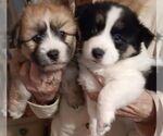 Small Shih Tzu Mix