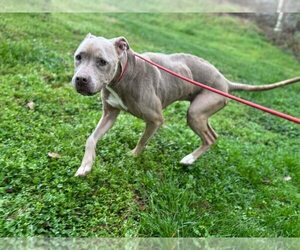 Priscilla (GA) a/k/a Prissy - Female Mutt Dog for Adoption - Photo #11