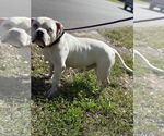 Small #4 Olde Bulldog