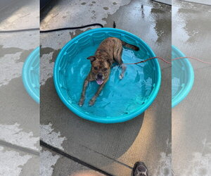 Moe - Male Mutt Dog for Adoption - Photo #3