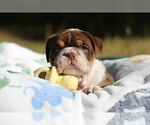 Small Photo #7 Bulldog Puppy For Sale in MONUMENT, CO, USA