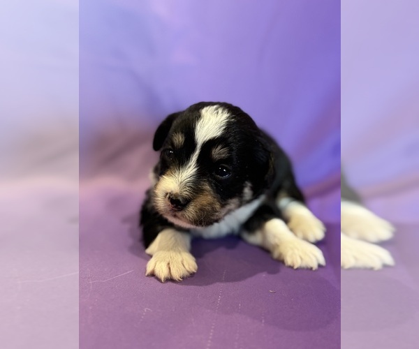 Medium Photo #4 Corgipoo Puppy For Sale in LONGMONT, CO, USA