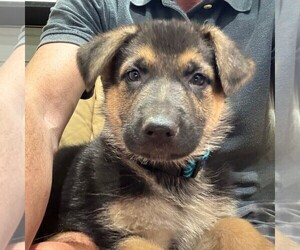 German Shepherd Dog Puppy for sale in BRIGHTON, CO, USA