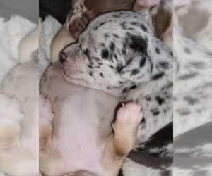 Chihuahua Puppy for sale in BLUE RIVER, WI, USA