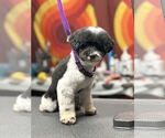 Small Poodle (Miniature)