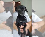 Small #5 Italian Greyhuahua