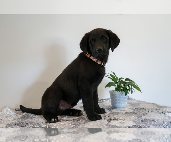 Medium Photo #33 Bernedoodle-Labrador Retriever Mix Puppy For Sale in REED CITY, MI, USA