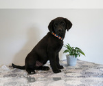 Small Photo #33 Bernedoodle-Labrador Retriever Mix Puppy For Sale in REED CITY, MI, USA