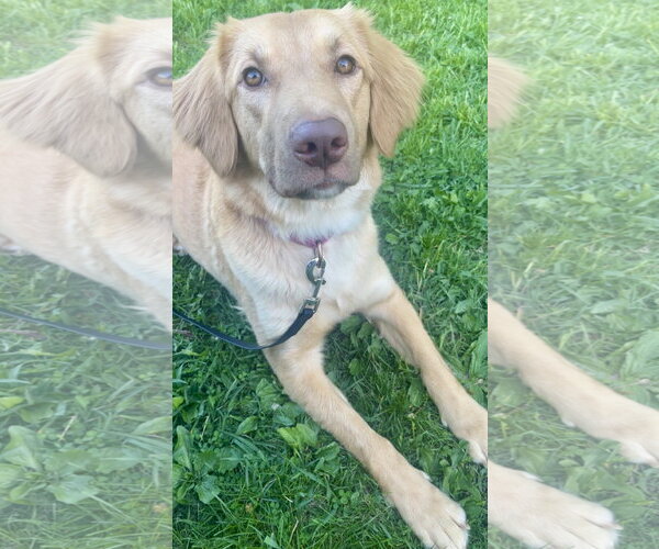 Medium Photo #2 Golden Retriever-Unknown Mix Puppy For Sale in Brooklyn Center, MN, USA