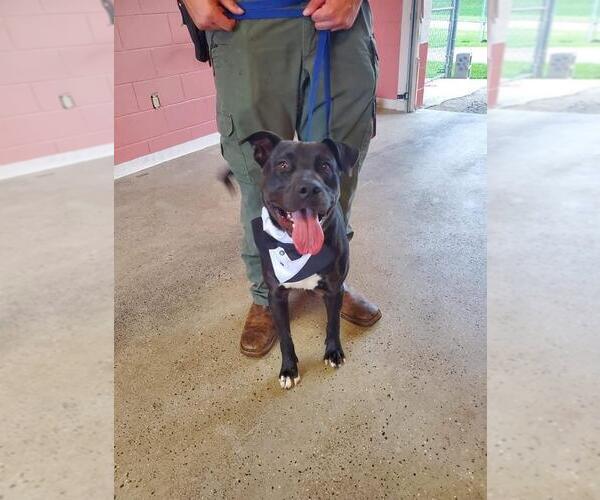 Medium Photo #2 American Staffordshire Terrier-Labrador Retriever Mix Puppy For Sale in Brewster, NY, USA