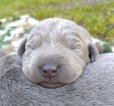 Small Photo #5 Labrador Retriever Puppy For Sale in OLYMPIA, WA, USA
