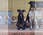 Small American Staffordshire Terrier Mix