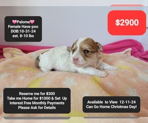 Poovanese Puppy for sale in TUCSON, AZ, USA