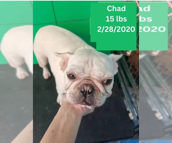 Medium Photo #1 French Bulldog Puppy For Sale in West Hollywood, CA, USA