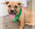 Small #2 Labrador Retriever Mix