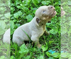 Catahoula Leopard Dog Puppy for sale in MORAN, MI, USA