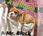 Small Photo #4 Olde English Bulldogge Puppy For Sale in BOERNE, TX, USA