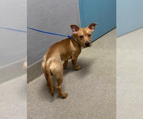 Medium Photo #1 Dachshund-Unknown Mix Puppy For Sale in Las Vegas, NV, USA