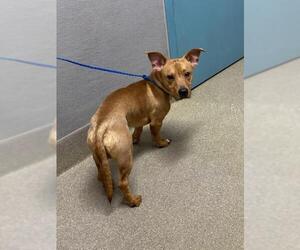 Dachshund-Unknown Mix Dogs for adoption in Las Vegas, NV, USA