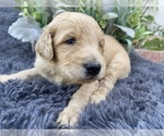 Small Photo #6 Labradoodle Puppy For Sale in AMERICAN CANYON, CA, USA