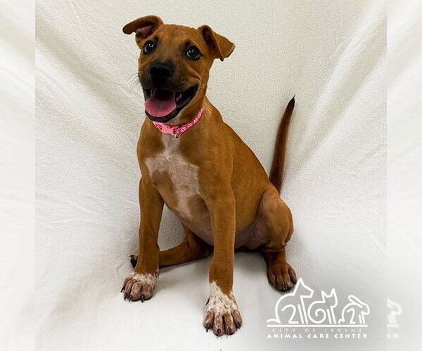 Medium Photo #1 Mutt Puppy For Sale in Irvine, CA, USA