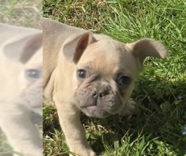 Medium Photo #2 French Bulldog Puppy For Sale in GREENEVILLE, TN, USA