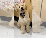 Small #5 Goldendoodle