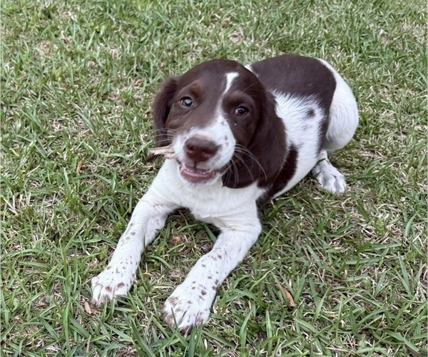 Medium Photo #1 Brittany Puppy For Sale in ORRUM, NC, USA