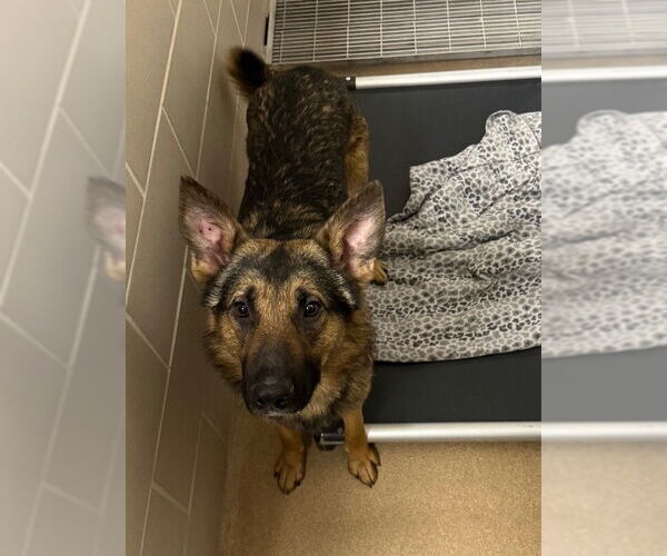 Medium Photo #1 German Shepherd Dog Puppy For Sale in Minneapolis, MN, USA