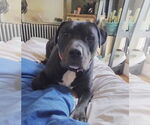 Small #1 American Pit Bull Terrier Mix