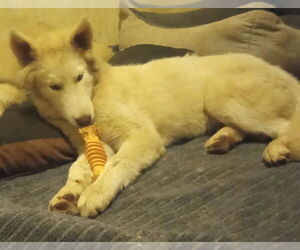 Whitney - Female Samoyed-Siberian Husky Mix Dog for Adoption - Photo #6