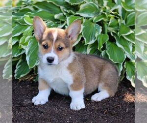 Pembroke Welsh Corgi Puppy for sale in LITITZ, PA, USA