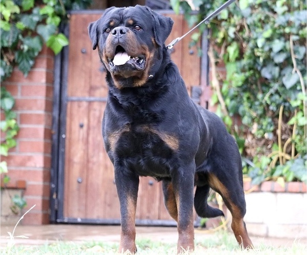 Medium Photo #1 Rottweiler Puppy For Sale in FONTANA, CA, USA