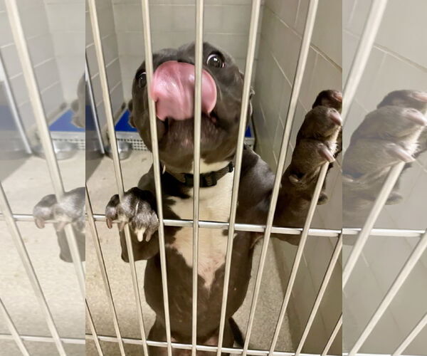 Medium Photo #6 American Pit Bull Terrier-Unknown Mix Puppy For Sale in Virginia Beach, VA, USA