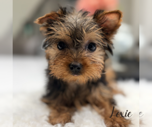 Yorkshire Terrier Puppy for sale in ADDISON, IL, USA