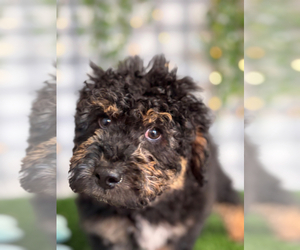 Aussie-Poo Puppy for sale in MARIETTA, GA, USA