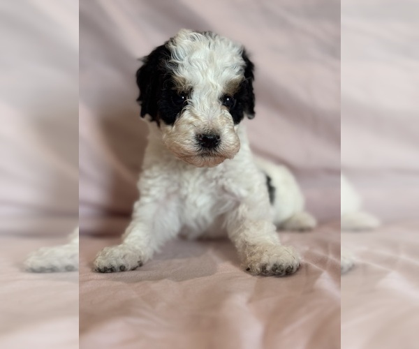 Medium Photo #3 Bernedoodle (Miniature) Puppy For Sale in LONGMONT, CO, USA
