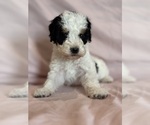Love - Female Bernedoodle (Miniature) Puppy for Sale - Photo #3
