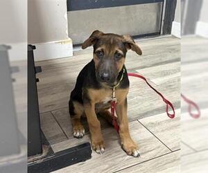 German Shepherd Dog-Unknown Mix Dogs for adoption in Redlands, CA, USA